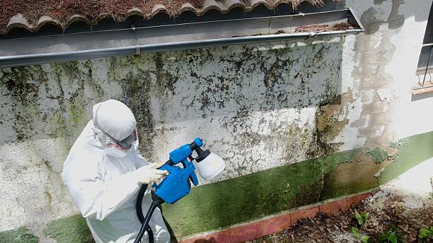 Top rated local Mold Testing specialists in Knoxville, TN